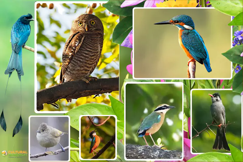 Kumaon Birding Tour – Manila, Munsiyari, Sattal and Kaladhungi