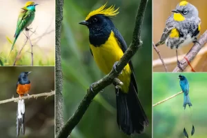 Kumaon Birding Tour to Kaladhungi and Manila