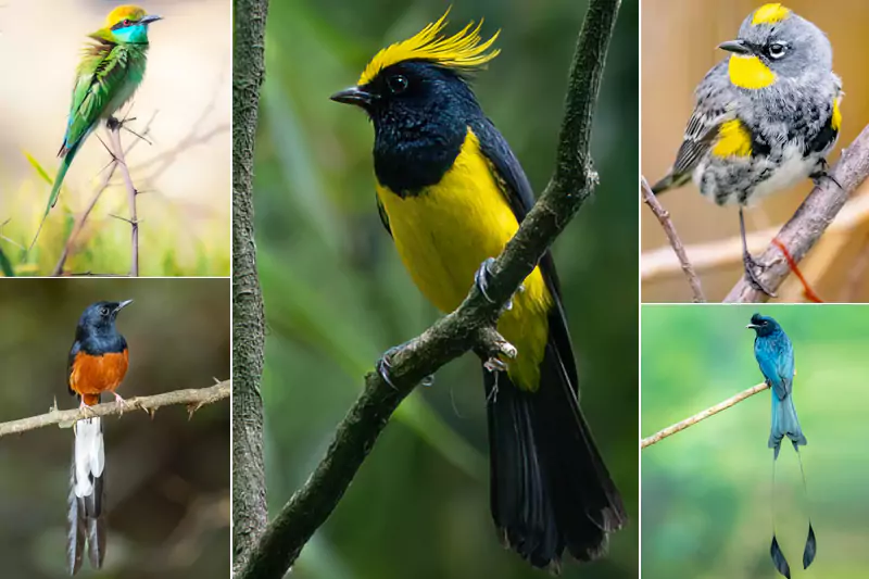 Kumaon Birding Tour to Kaladhungi and Manila