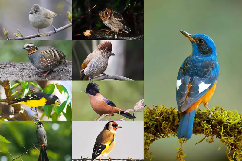 Sattal Manila Kaladhungi Birding Tour