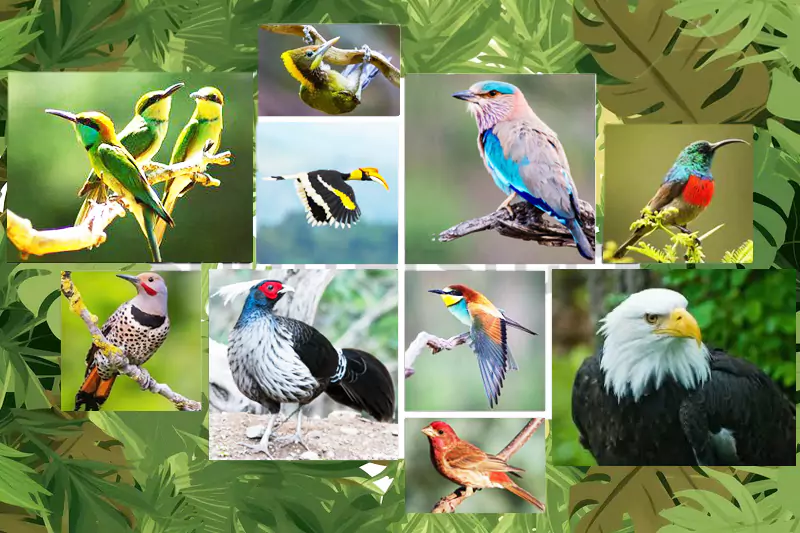 Birding Tour of Sattal, Manila and Kaladhungi