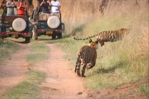 Central India Tiger Safari – Fixed Departure Tour from Varanasi