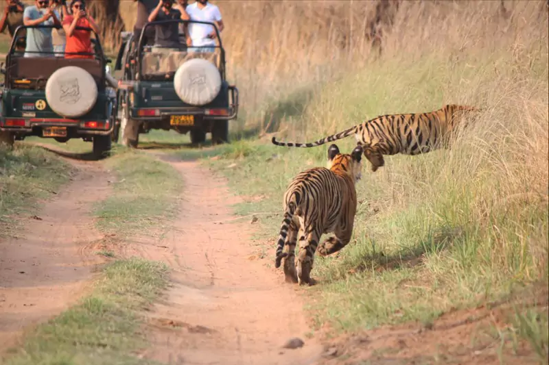 Central India Tiger Safari – Fixed Departure Tour from Varanasi