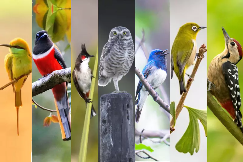 Eastern Himalayan and Northeast India Birding Tour