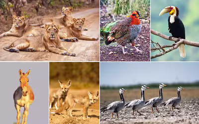 Gujarat Wildlife and Birding Tour