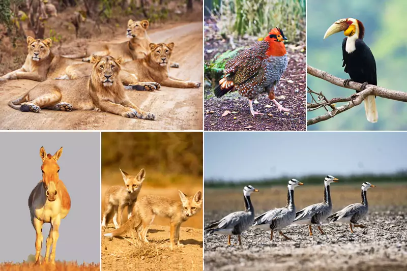 Gujarat Wildlife and Birding Tour