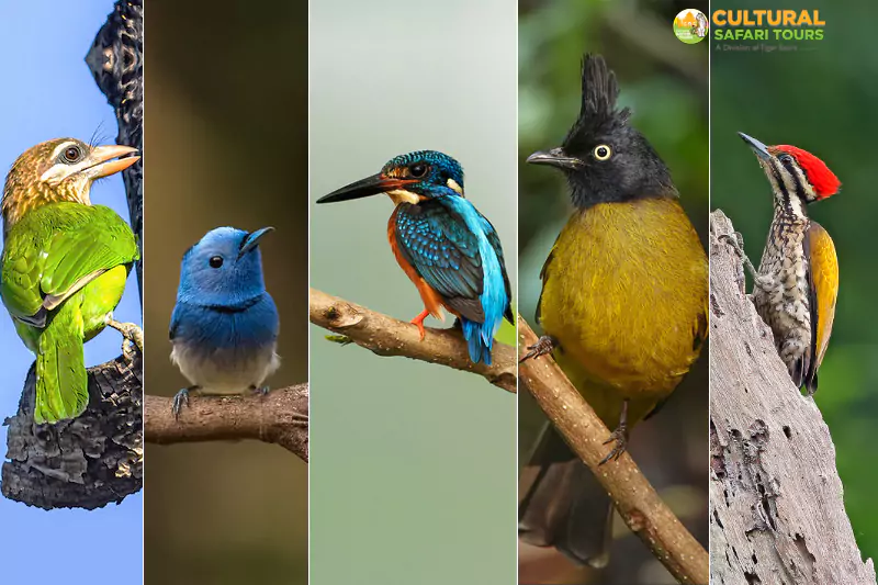 Birding Tour of Manila, Munsiyari, and Kaladhungi