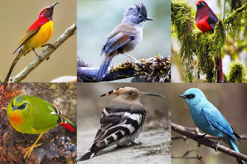 Northeast India Birding Tour of Nameri Eaglenest and Sela Pass