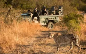 Golden Triangle Tour with Jawai Leopard Safari