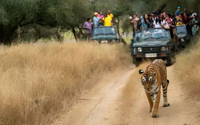 Golden Triangle Tour With Rajasthan Wildlife