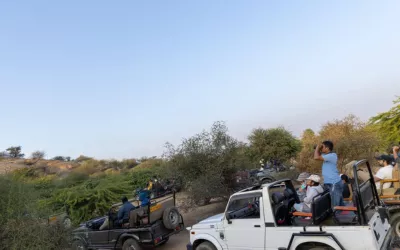 Golden Triangle with Bera Leopard Safari