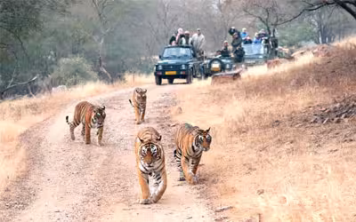 Best National Parks and wildlife Sanctuaries in Rajasthan