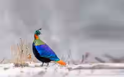 10 Best Wildlife Sanctuaries for Birding in India