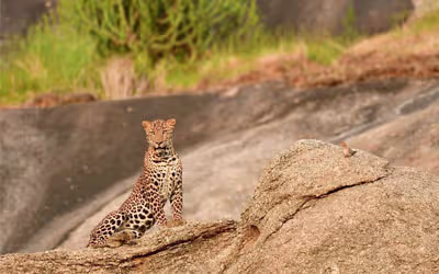 Best Time to Visit Jawai for Leopard Sightings Safari