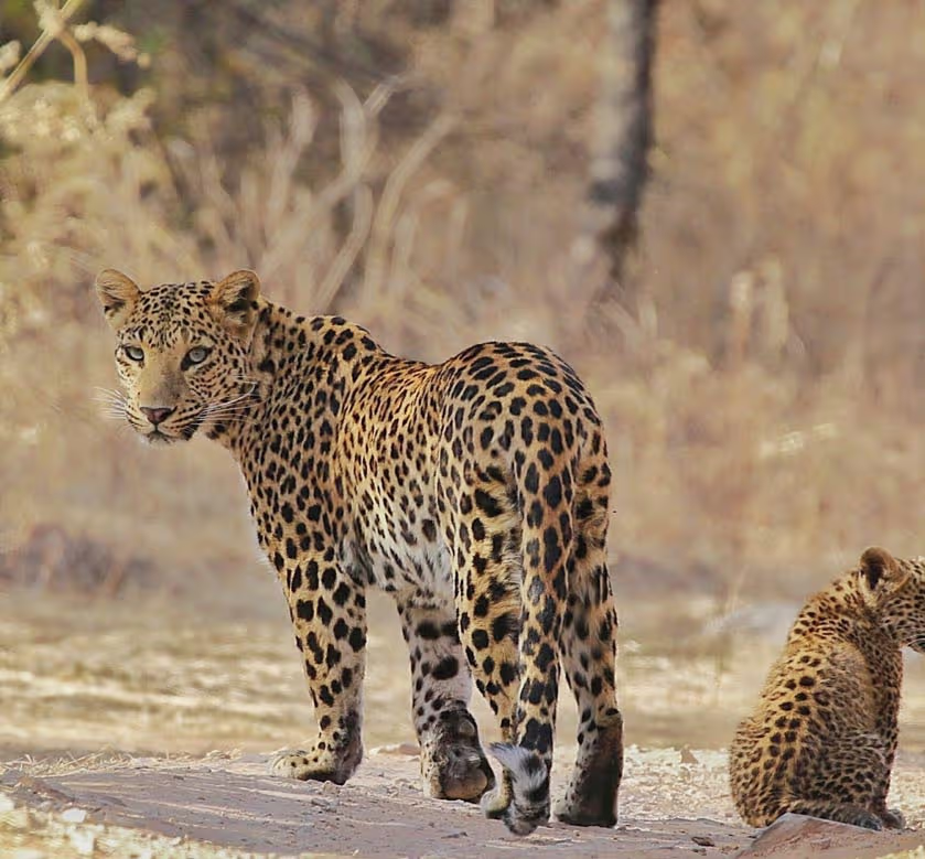 Jhalana Leopard Safari Park