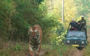Golden Triangle Tour with Kanha Tiger Reserve