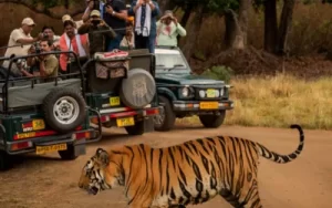Golden Triangle with Bharatpur & Kanha Safari Tour