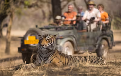 Best Tiger Safari National Parks in India for Wildlife Lovers