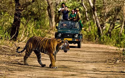 Best National Parks for Wildlife Safari in India This Summer
