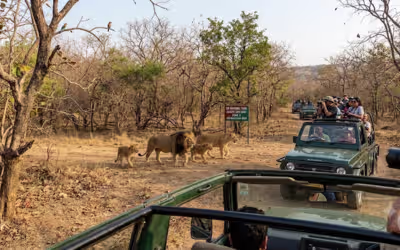 Gir National Park Tour from Ahmedabad