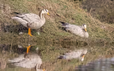 Bharatpur Birding Tour from Delhi