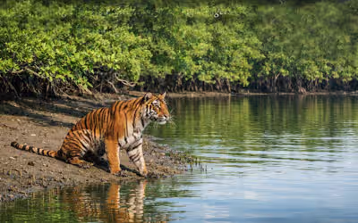 Sundarban Tour from Kolkata
