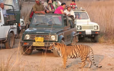 Jaipur Ranthambore Jawai Udaipur Tour