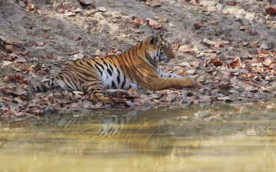 Satpura Tour from Jabalpur