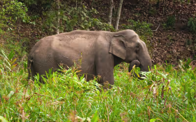 Kochi Munnar Thekkady Tour