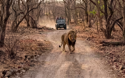 Gir National Park & Rann of Kutch Tour