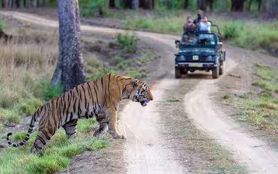 Kanha & Pench Tiger Safari Tour From Jabalpur