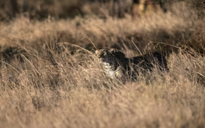 Pench & Tadoba Tiger Trail from Jabalpur