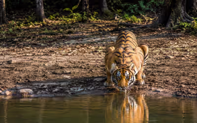  Golden Triangle Tour with Pench National Park 