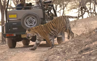 Rajasthan Desert and Wildlife Safari Tour