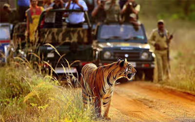 Tadoba Tiger Safari Tour from Jabalpur