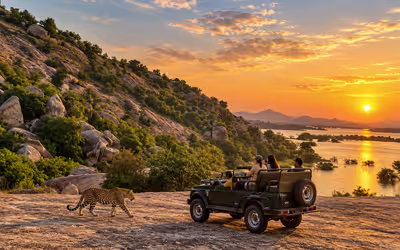Jawai Leopard Safari Tour from Udaipur