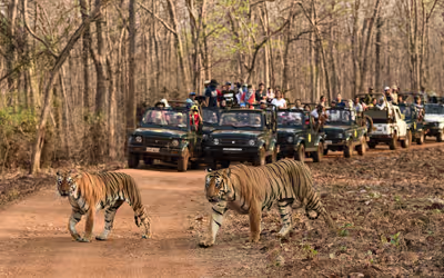Tadoba National Park Tour from Mumbai